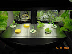 2 weeks: tri-national pepper garden (with Korean red curl) Middle pepper 4 days younger.