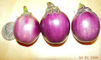 18 weeks, first massive bambino eggplant harvest...