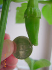 13 weeks - biggest carmen pepper fruit