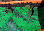 2 week cucumber pearl, 3 week Japanese cuke, planting day