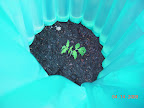 Planting day for supertasty tomato, aged ~3.5 weeks