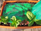 2 romaines, 1 korean red curl, 1 baby leaf spinach (the one that went out first in a teepee). LC and spinach planted 2/14.