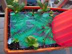 Spinach back, roman emperor romaine seedlings behind kozy coat, little caesar romaines front.