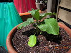 8 week twinkle eggplant joins kozy coats experiment (in an aqua shield)