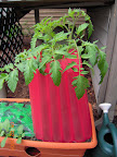 11 week Early Girl tomato, first flower open.