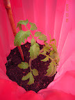 6 week supertasty tomato