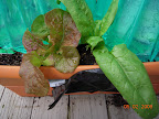 Korean red curl and baby leaf spinach. Cropped the two romaines in this pot.