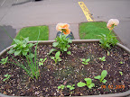 4 railing planters much like this - pansies, overwintered chives, baby tendergreen mustard and toy choi.