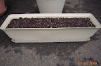 New self-watering windowbox = lettuce pot. Planted 6 varieties.