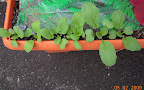 Red and white radishes. Ate biggest one - they have another couple weeks to go.