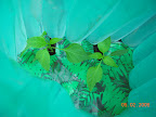 5.5 week banana & 5 week mariachi peppers