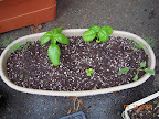 Transplanted out - dill, basil, tiny oregano, pineapple sage, variegated sage.