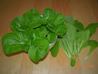 Toy choi and mustard green harvest. Toy choi starting to bud - tastes like broccoli.