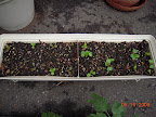 2 week greens box. Planted another today.