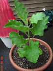 10 week eggplant twinkle, before switching to red kozy coat.