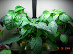 7 week int'l peppers. Branches lengthening, buds growing, no flowers open yet.