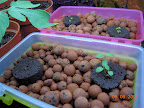 1 week new lettuce outriders, looks like KRC in pink, silvia romaine and unsuccessful buttercrunch in the yellow tub.