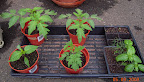 1-month backup bucks county & supertasty tomatoes, carmen pepper, kibits tomato. Herbs.