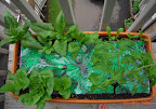 Spinach, roman emperor romaine, little caesar romaine, Bucks County tomato.