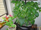 9 weeks: peppers all flowering. Top pruned banana (left) again to try to keep plants similar height. Will run out of light height soon.