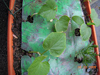 4 week cukes. Top pearl stem broken, but was still growing... removed after this picture. Replacement seeds sown 5/19.