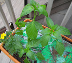 8 week banana and mariachi peppers back, new transplant 6 week carmen pepper front. Banana much happier without wall o water.