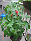 18 week carmen pepper, other side - this side I top pruned long ago - plant just grew lopsided.
