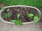 herb pot (2 kinds of sage, 2 each dill, basil, oregano)