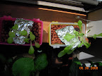 4 week lettuce outriders - still going nowhere