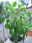 19 week carmen pepper: one 8&ldquo; fruit that will not ripen (5 weeks? more?), maybe 5 5inchers, plus small, lots of flowers.