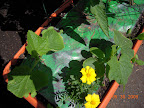 5 / 1 week cukes, getting bugged.