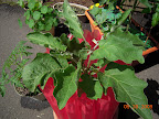 13 week eggplant twinkle, still working on those buds. Buggy.