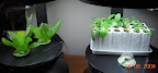 2 week silvia red romaine, 3 days pansy clone/etc block and 1 pod cape gooseberry (not germinated yet)