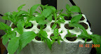More clones - mostly pansy, 3 calibrachoa, 1 petunia, 1 plug each lemon basil and sweet basil seed.