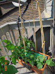 Pepper and cantaloupe bamboo stakes. Growbox ajar because back right corner didn't get enough sun last year.