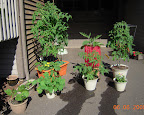 driveway crops & flowers