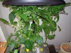 14 week peppers, seem happier, new flowers on mariachi left, one growing fruit on carmen right.