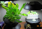 4-week romaine in harvest mode, pansy cuttings have flower buds.