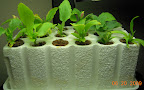 Pansy/etc cuttings. Planted out the 2 basil seedlings, need to pot up the rest - pansies have flower buds.
