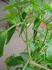 22 week carmen pepper has a lot of fruits set - maybe 30 or so, various sizes
