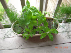 Herbs doing pretty well (dill, sweet basil, pineapple sage, tiny oregano).