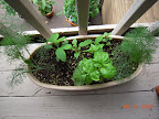 Herb pot. Pulled one of the basil.