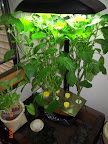 13 week peppers. Still no fruit sticking. Replaced nutes with 6.0 pH fresh rainwater brew...