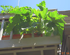 9 week magda squash from below (zoomed)