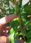 12 week carmen pepper fruit. Funny shape, may have cross-pollinated.