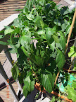 14/12 week peppers. Mariachi and carmen have a few fruit, banana still just flowers.