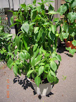 24 week carmen pepper, heavy fruit burden. Harvested a few more this week (2 red, 2 green).
