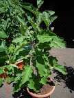 18 week twinkle eggplant. Looks much better after serious insecticide, has ~8 flowers open today. No fruit yet.