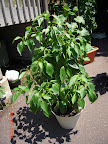 23 week carmen pepper, maybe 30 fruit on board. Tied lots more branches to stake - they're heavy with big fruit. Added some more fertilizer.