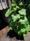 9 week Japanese and tendergreen cukes have set little fruit. Gets far fewer cucumber beetles than upstairs.